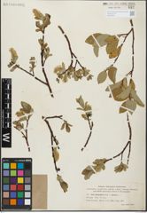 Foto von Salix glandulifera Flod. x Salix hastata L.